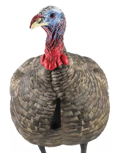 Avian-X LCD Quarter-Strut Jake Turkey Decoy