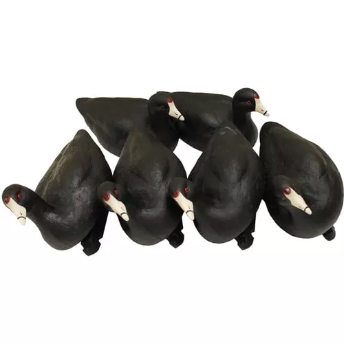 Mojo Coot Confidence Decoys 6/ct